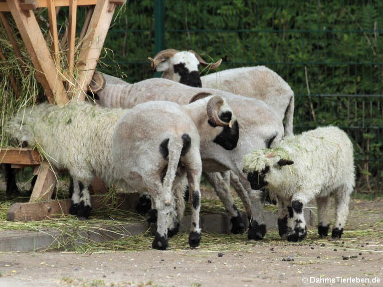 Waliser Schwarznasenschaf