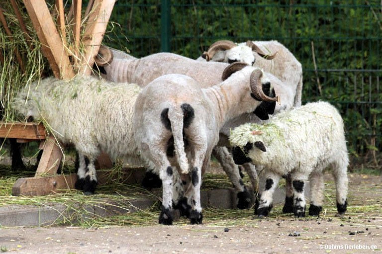 Walliser Schwarznasenschafe