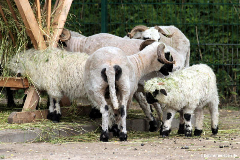 Walliser Schwarznasenschafe