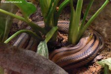 Treppennatter (Zamenis scalaris) im Tierpark Berlin