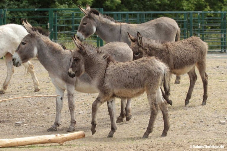 Zwergesel