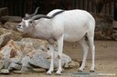Addax nasomaculatus
