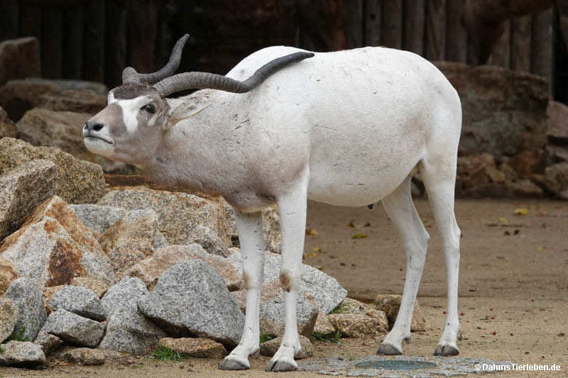 Mendesantilope
(Addax nasomaculatus) Addax nasomaculatus