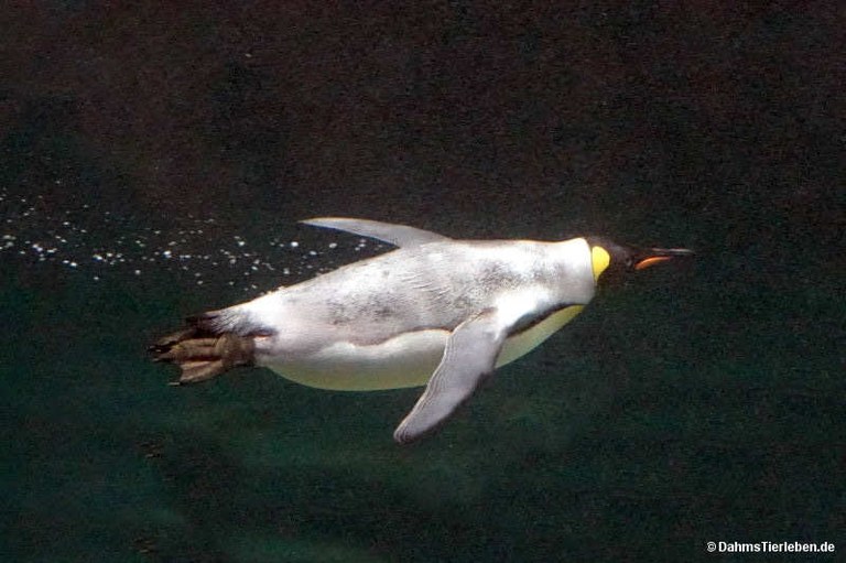 Aptenodytes patagonicus