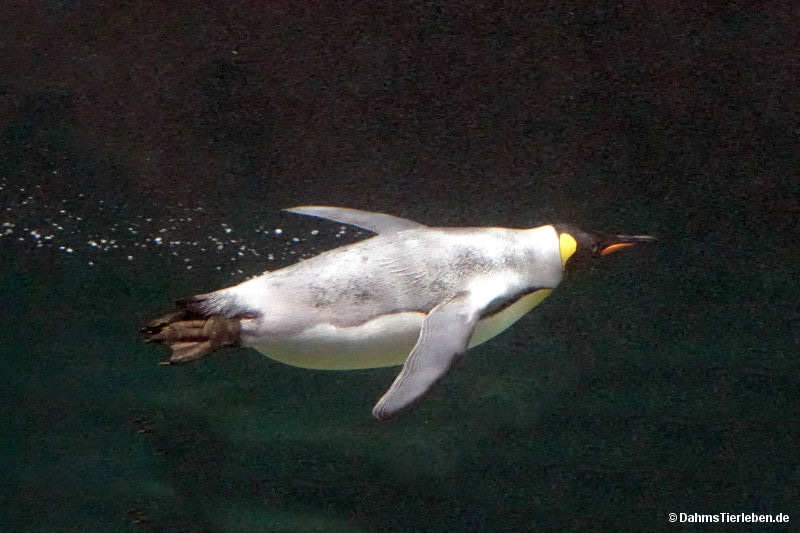 Aptenodytes patagonicus