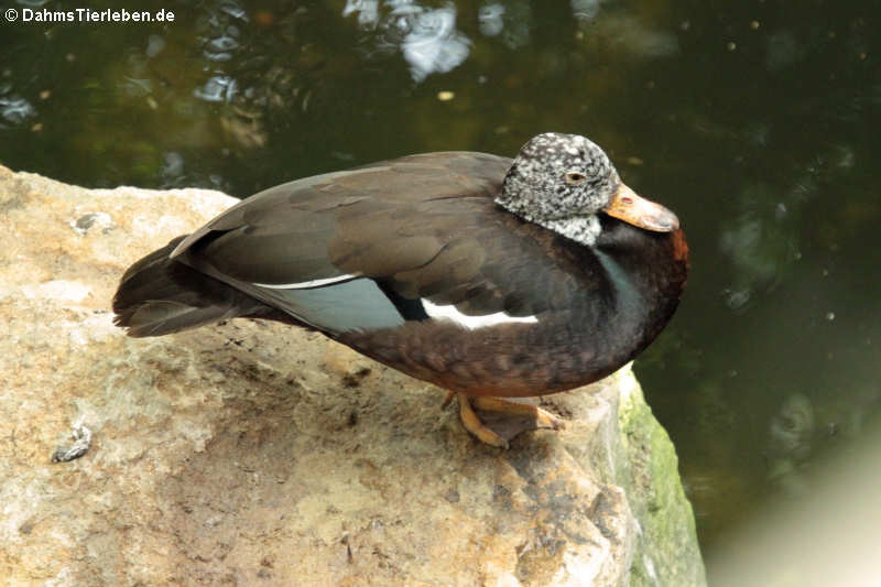 Asarcornis scutulata-2