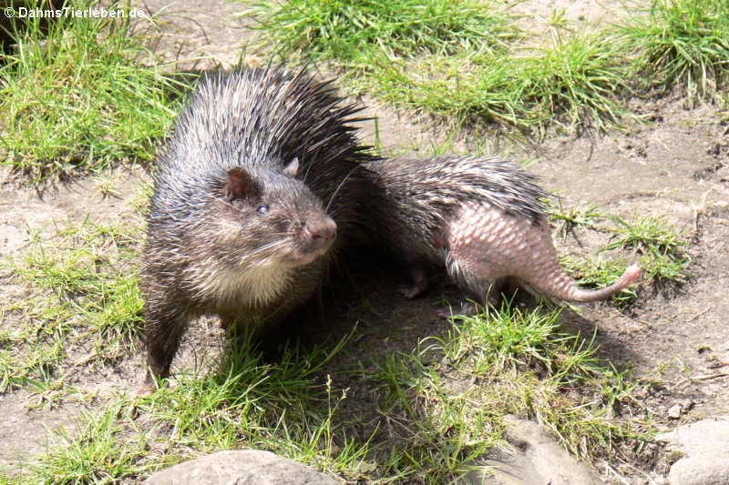 Westafrikanische Quastenstachler
(Atherurus africanus) Atherurus africanus