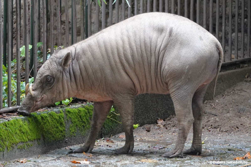 Sulawesi-Hirscheber
(Babyrousa celebensis) Babyrousa celebensis