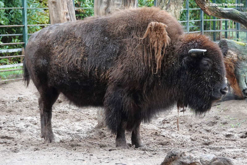Präriebison
(Bos bison bison) Bos bison bison