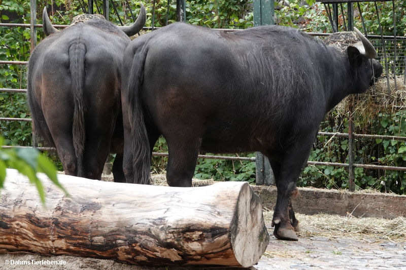 Hauswasserbüffel
(Bubalus arnee f. bubalis) Bubalus arnee f. bubalis