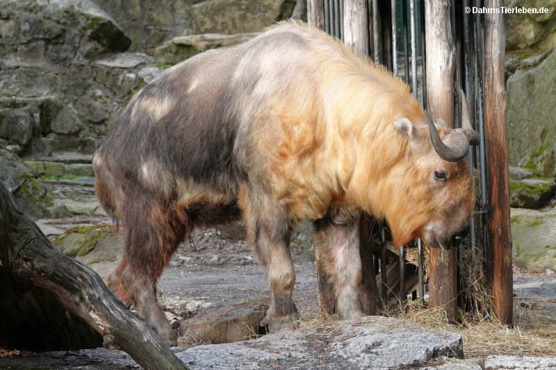 Sichuan-Takin Budorcas taxicolor tibetana-1