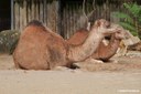 Camelus dromedarius