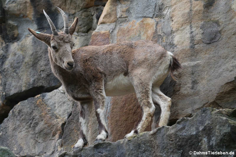 Capra sibirica