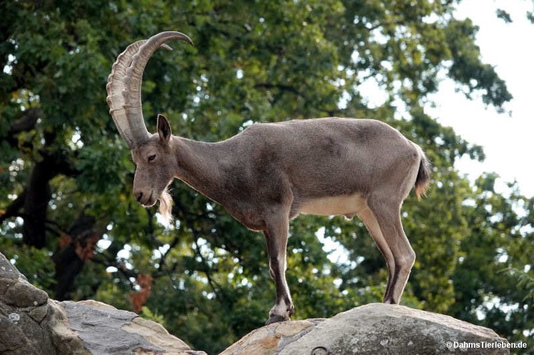 Capra sibirica