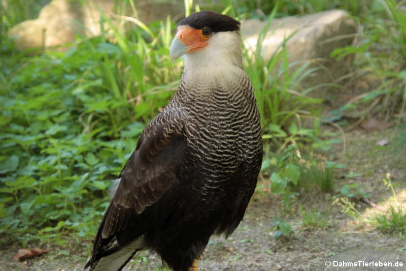 Caracara plancus