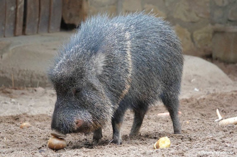 Catagonus wagneri