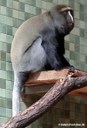 Cercopithecus hamlyni