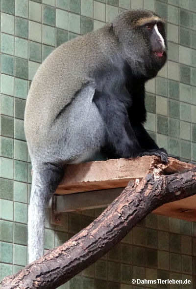 Eulenkopfmeerkatze
(Cercopithecus hamlyni) Cercopithecus hamlyni