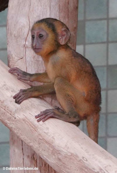 Cercopithecus hamlyni