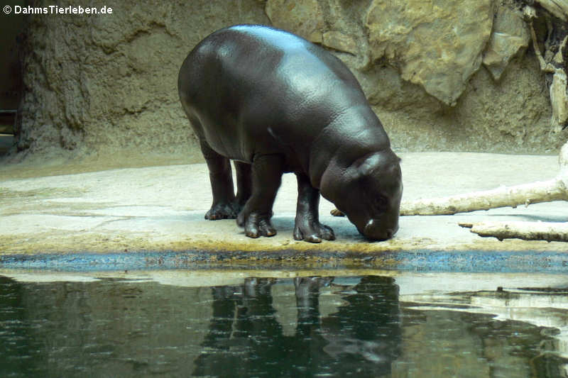 Choeropsis liberiensis liberiensis-3