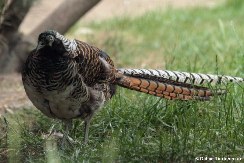 Diamantfasan Chrysolophus amherstiae-1