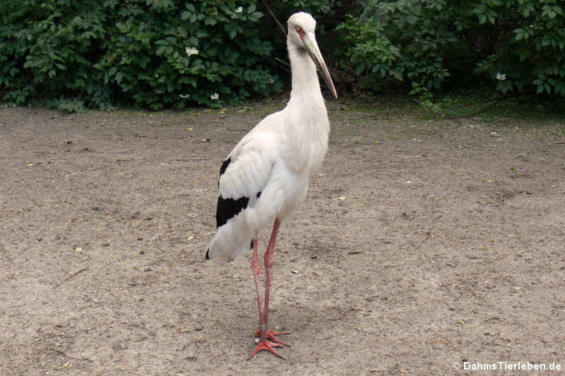 Ciconia maguari