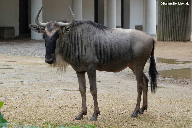 Östliches Weißbartgnu
(Connochaetes taurinus albojubatus) Connochaetes taurinus albojubatus