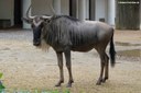 Connochaetes taurinus albojubatus
