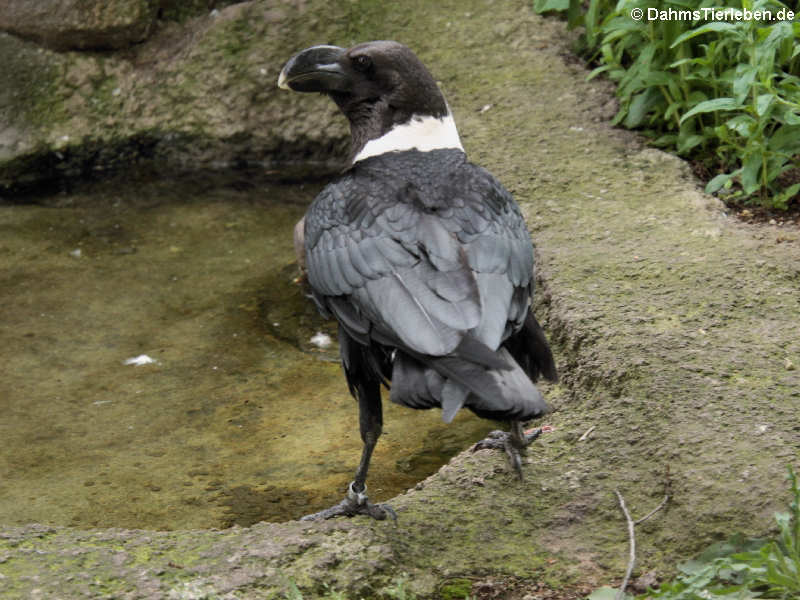 Geierrabe Corvus albicollis-1