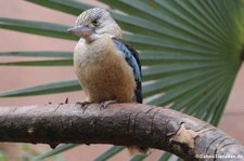 Haubenliest oder oder Blauflügel-Kookaburra (Dacelo leachii) im Zoologischen Garten Berlin
