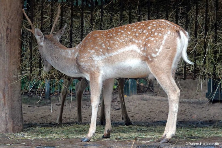 Dama mesopotamica
