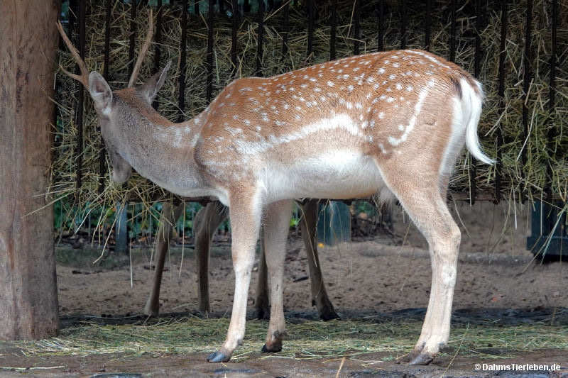 Mesopotamischer Damhirsch
(Dama mesopotamica) Dama mesopotamica