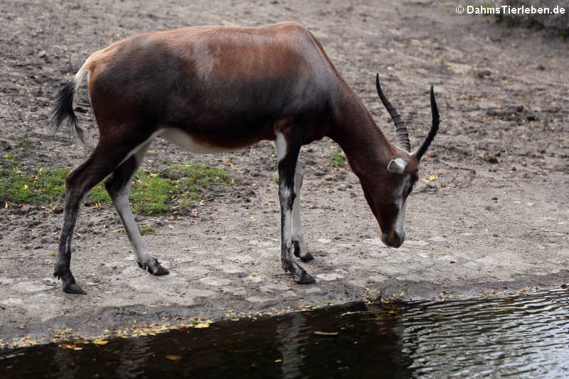 Damaliscus pygargus phillipsi