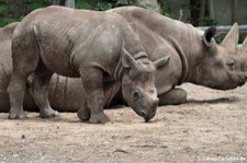 Junges Ostafrikanisches Spitzmaulnashorn (Diceros bicornis michaeli) im Berliner Zoo