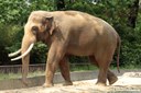 Elephas maximus indicus