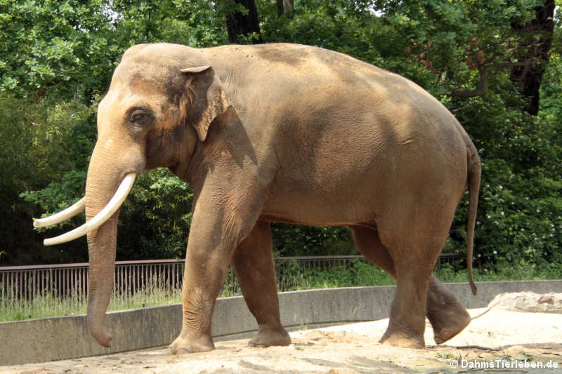 Asiatischer Elefant (Elephas maximus)