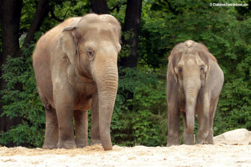 Indische Elefanten
(Elephas maximus indicus) Elephas maximus indicus-1