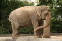 Elephas maximus indicus