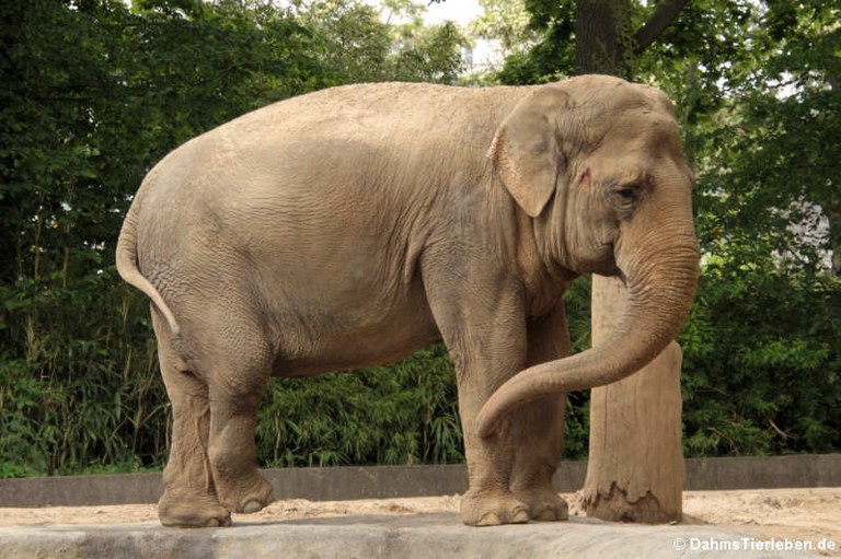 Elephas maximus indicus
