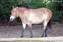 Equus ferus przewalski