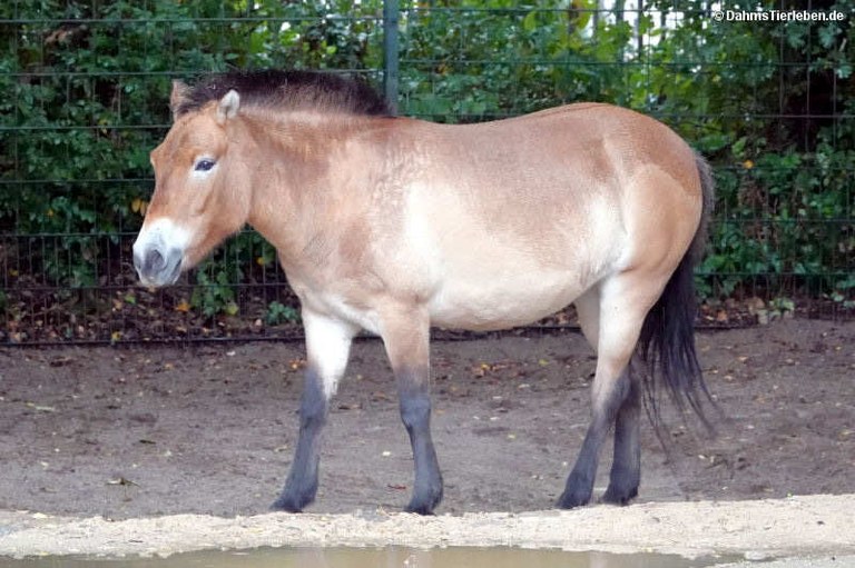 Equus ferus przewalski