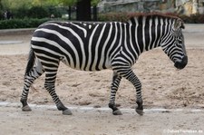 Böhm-Steppenzebra (Equus quagga boehmi) im Zoo Berlin