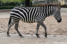 Böhm- oder Grant-Zebra (Equus quagga boehmi) im Zoologischen Garten Berlin