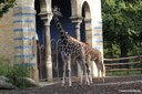 Giraffenbullen