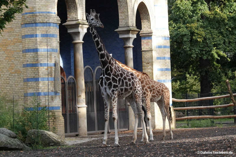 Giraffenbullen
(aaa) bbb