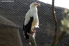 Palmgeier (Gypohierax angolensis) im Zoologischen Garten Berlin