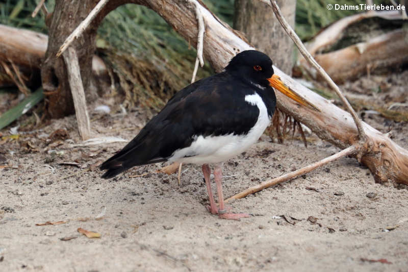 Haematopus ostralegus