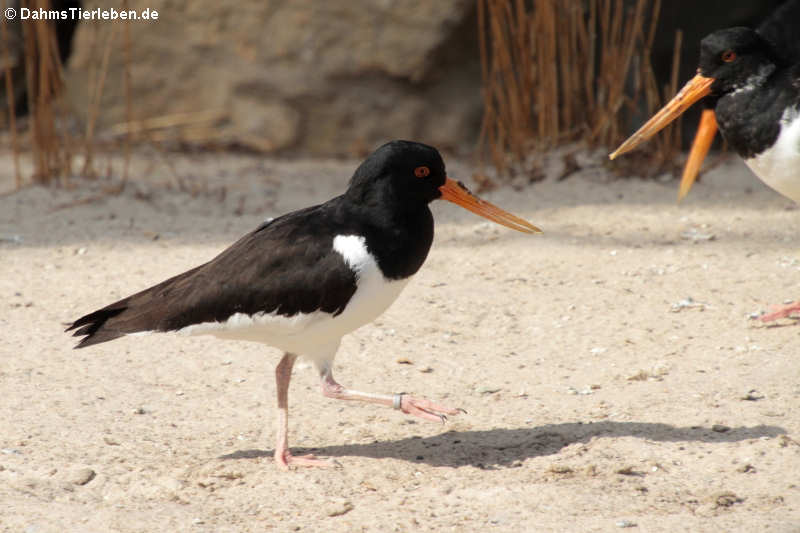 Haematopus ostralegus