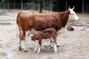 Hinterwälder Rind