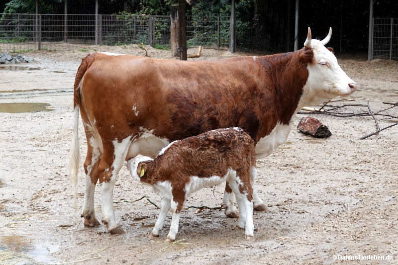 Hinterwälder Rind mit Kalb
(Bos primigenius f. taurus) Hinterwälder Rind